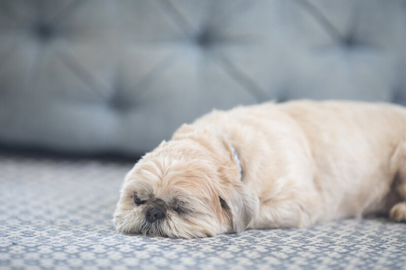 Adorable pet photography sessions done on location in Ponte Vedra Beach from Peaches & Teddy Pet Photography
