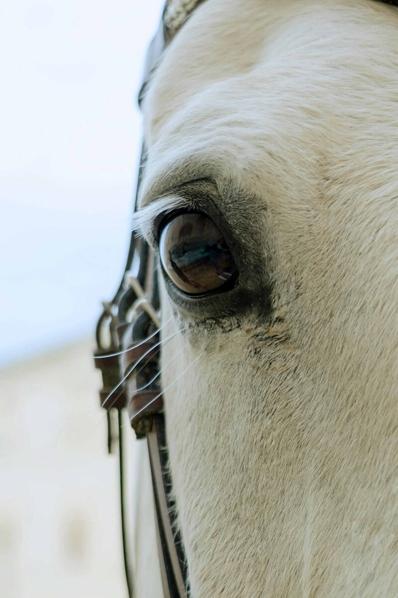 Close-up of a horse’s eye, representing presence, sensitivity, and somatic awareness in equine work