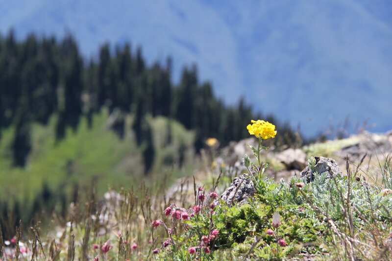 Olympic National park yellow flower