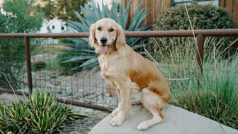 beautiful mini golden retriever at Little Retriever Ranch in santa barbara CA