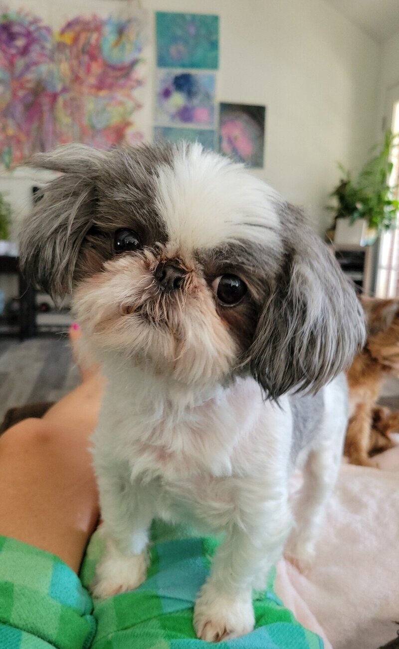 dog