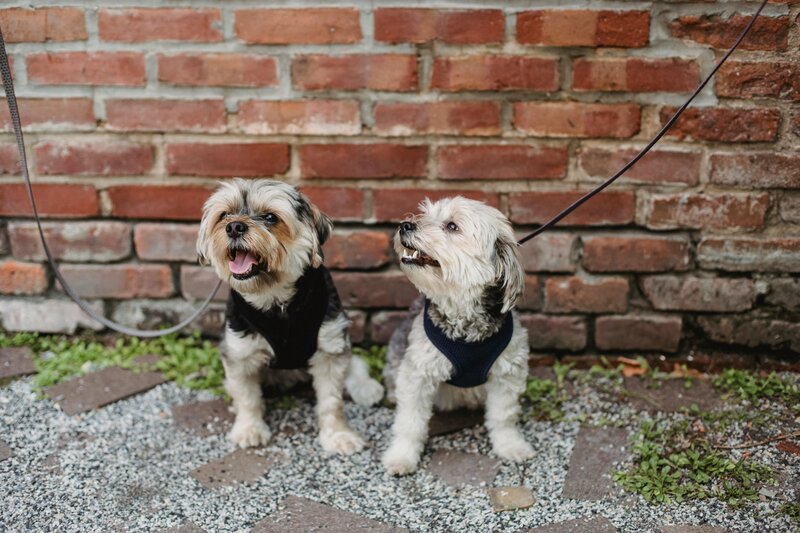 Puppies sitting next to each other in front of a brick wall