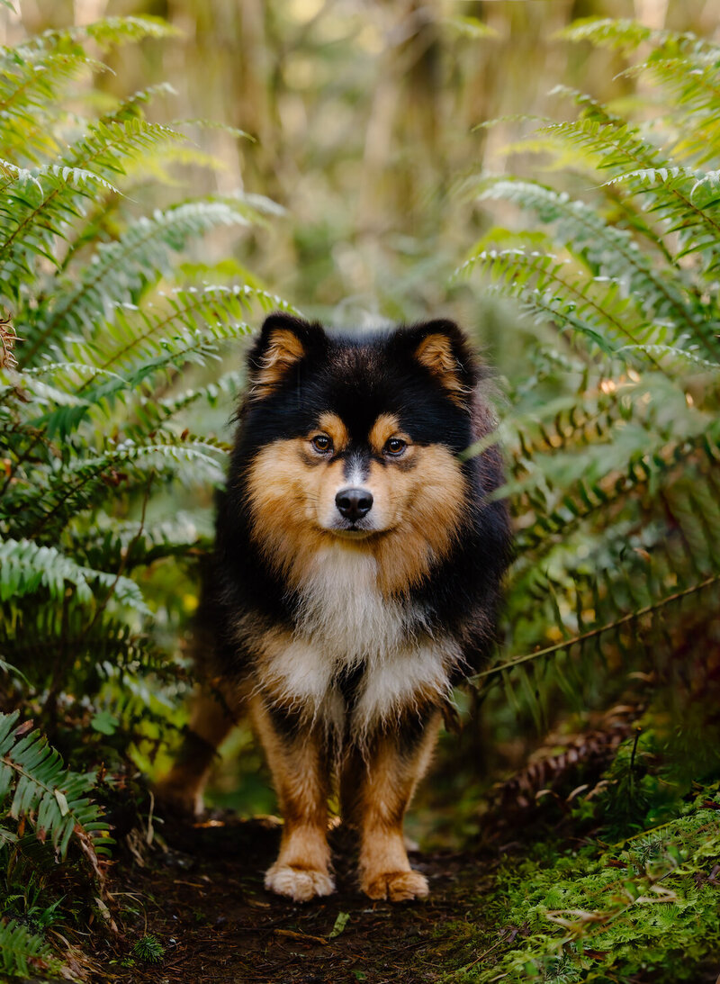 Joey Forest