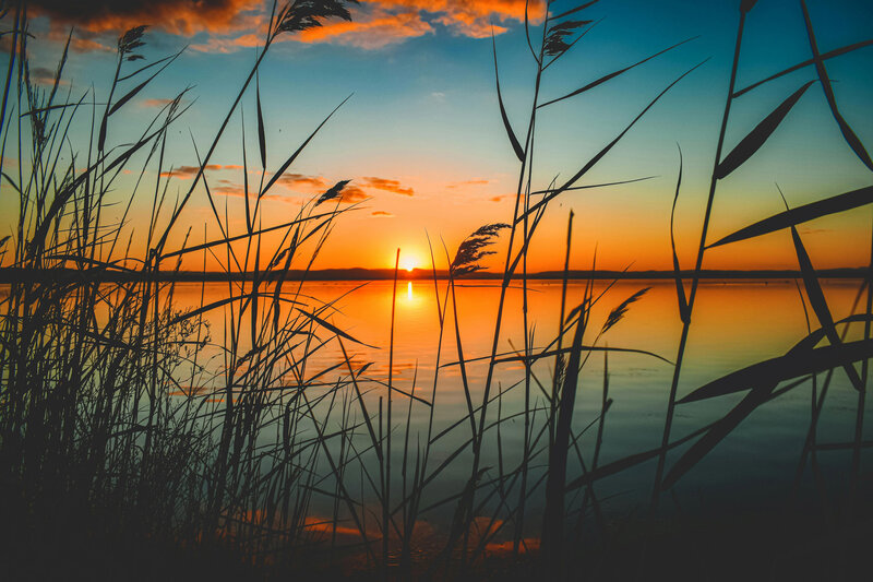 Sunset seen through tall thin grasses next to a lake