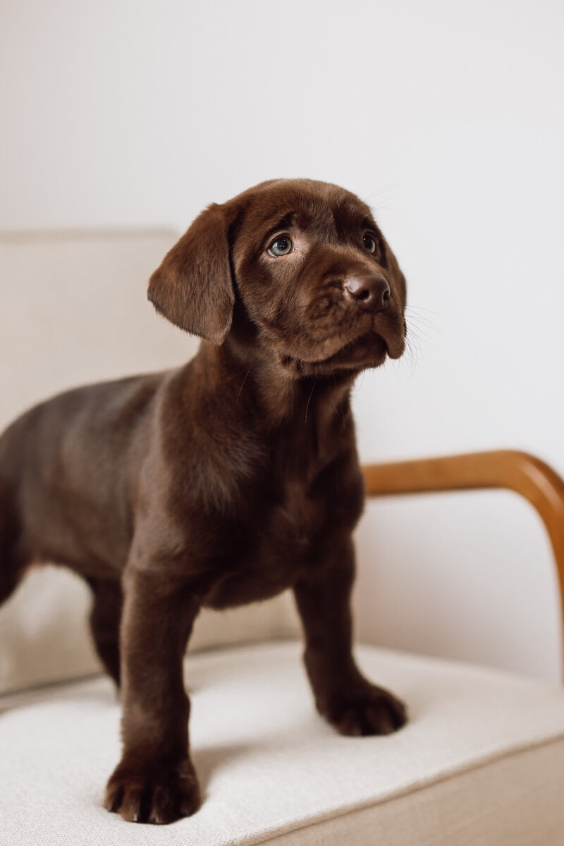 Black Labrador Retriever Being Held