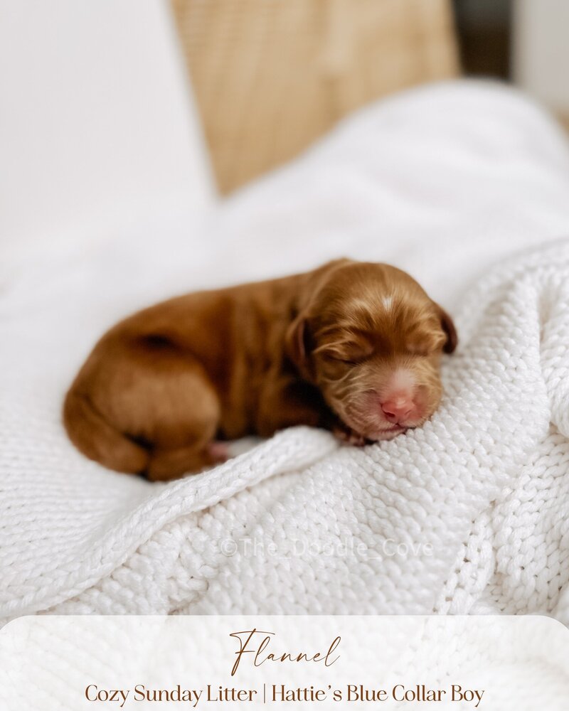 Cozy Sunday litter.zip - Pilsner