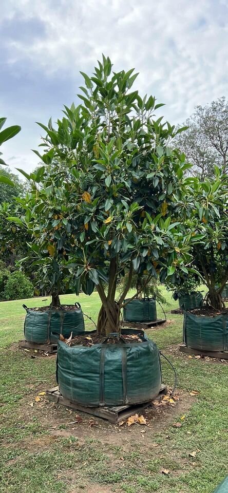 FICUS MACROPHYLLA  - sydney plants