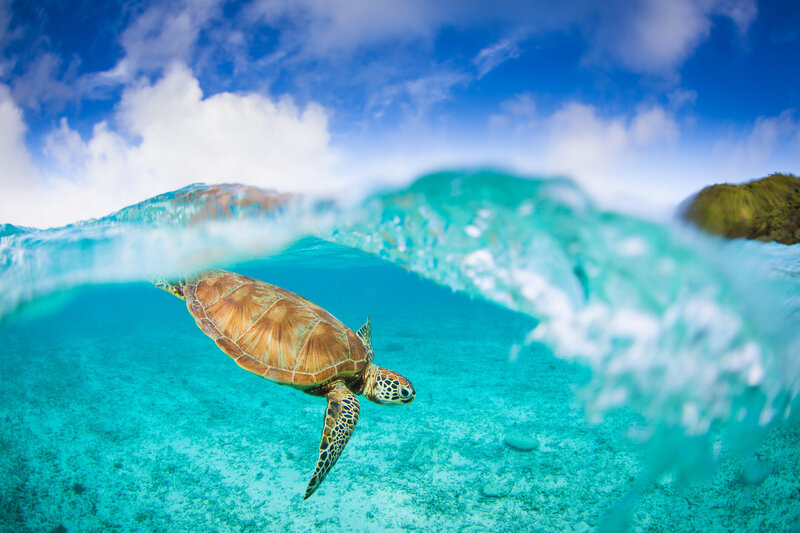 okinawa-sea-turtle-iStock-petesphotography