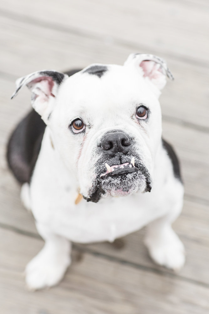 English Bulldog with teeth sticking out