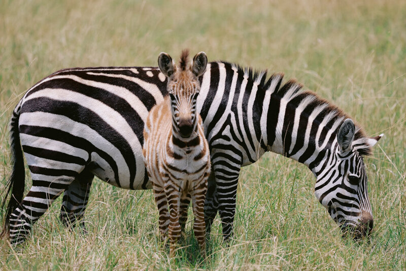 safariedited-468