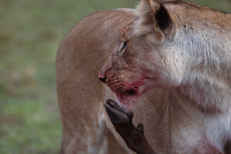 TAASA Safari Wildlife (19)