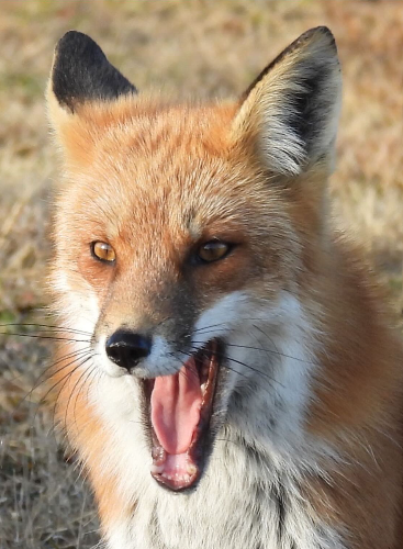 fox