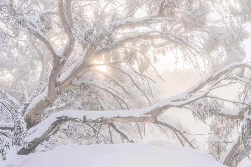 Snowed Tree Winter Photography Workshop | 19th - 23rd June 2026