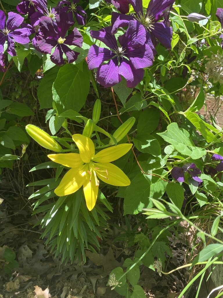 Bright purple and yellow flowers