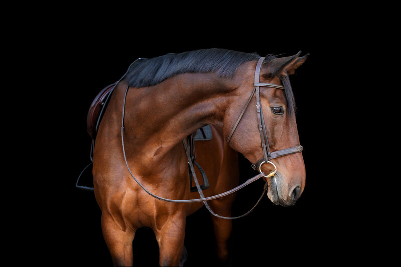 Warmblood photographed for Asayl Communications equestrian marketing campaign.