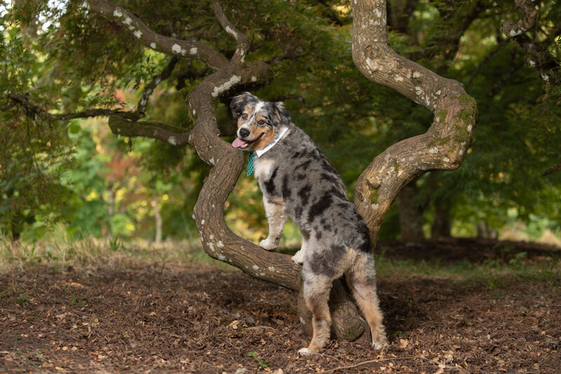 dog posing on tree