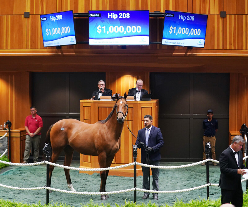 A Thoroughbred yearling in a sales ring.