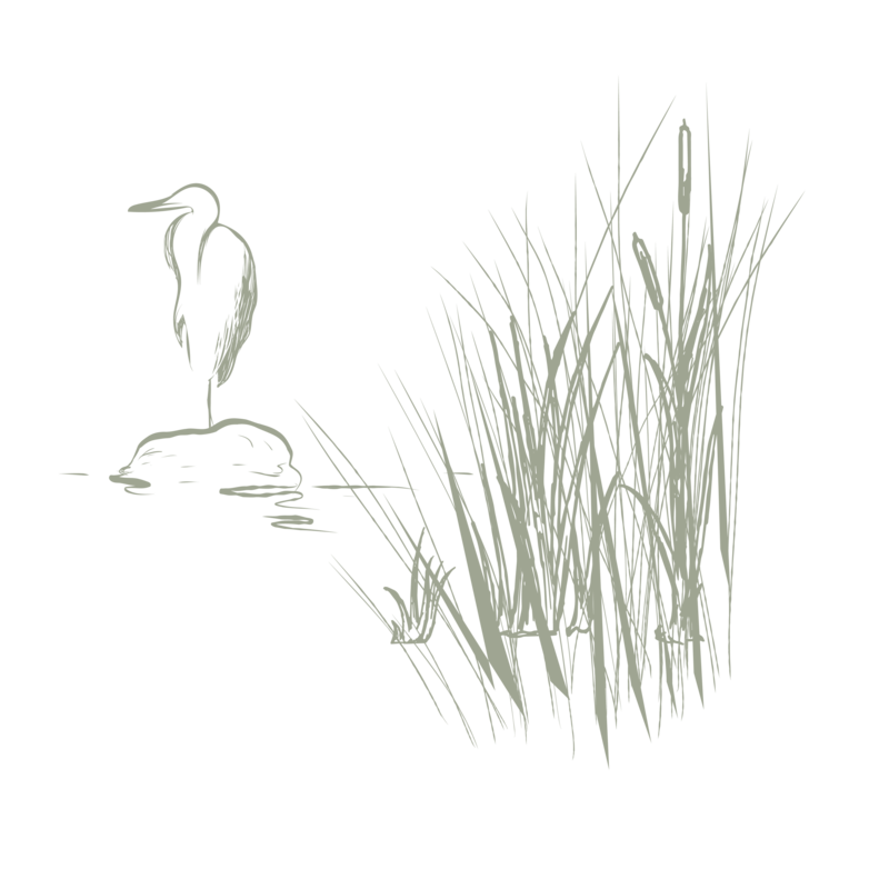 bird drawing