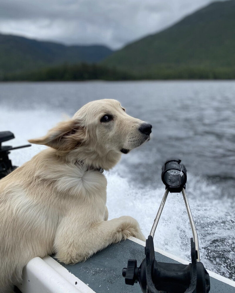 A golden retriever leans over the side of a fishing boat in Alaska, letting the wind blow in her face