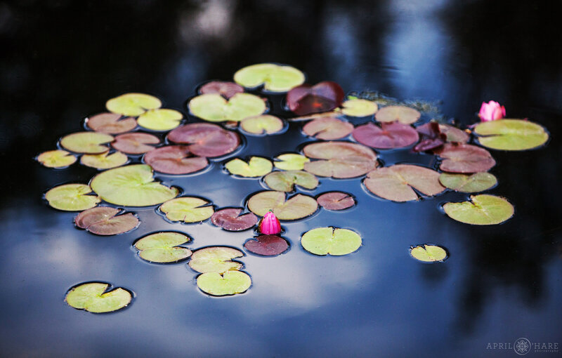 Detail photo of lilypads at the Monet Pond next to Water Garden Gazebo at Denver Botanic Gardens