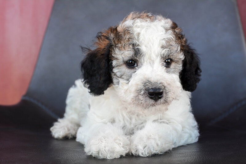 Available Mini and micro Sheepadoodle Puppies