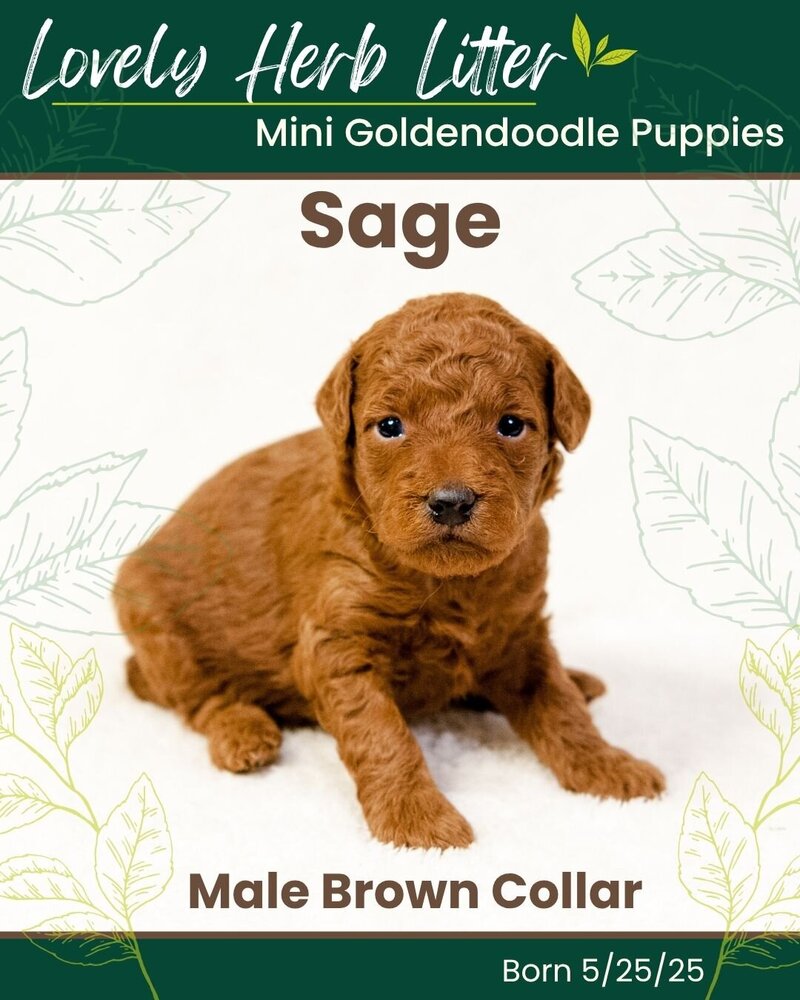 Herb - Brown Sage Male