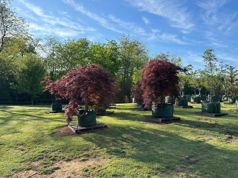 ACER PALMATUM DISSECTUM - RED WEEPING MAPLES MATURE TREE SYDNEY