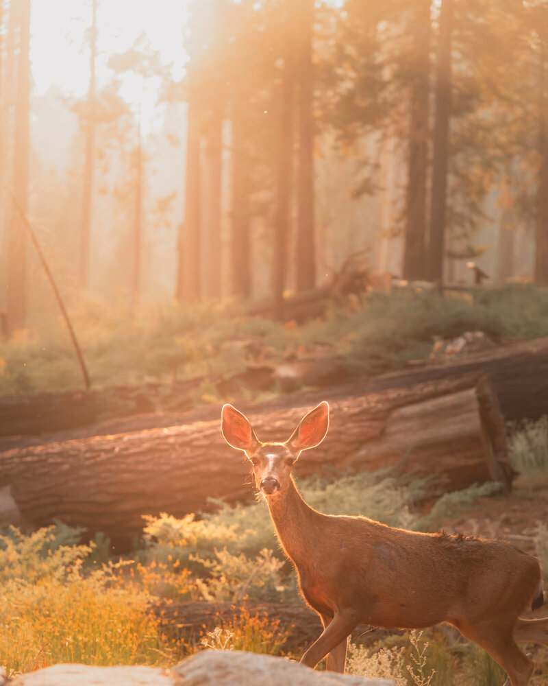 Deer in Mariposa Grove