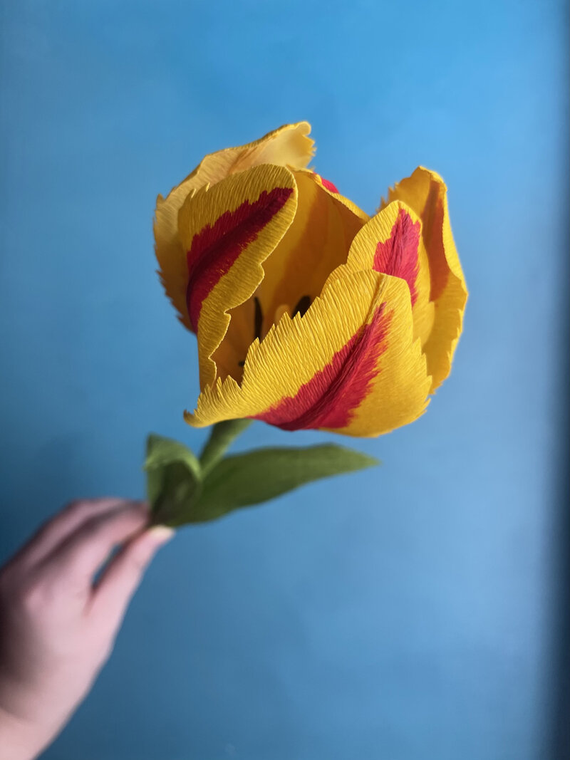 tulip