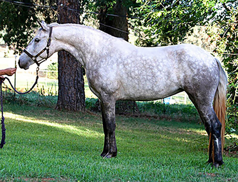 Exceptional Purebred Connemara Pony Mare