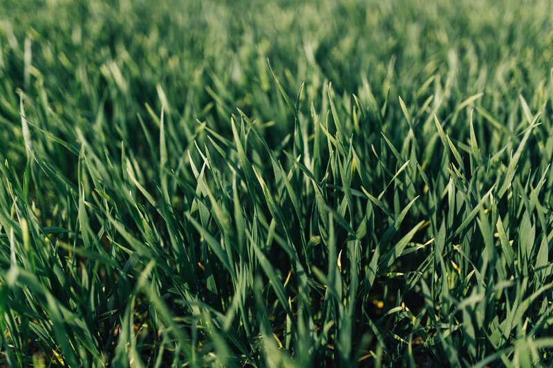 kaboompics_close-ups-of-green-grass-2682