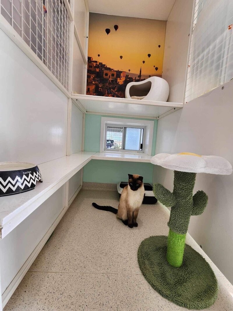 Cat Boarding 5