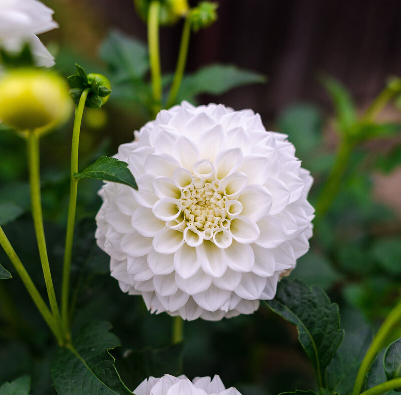 Boom_Boom_White_Dahlia_Pom_Pom_3200x3200_1da03013-e441-456d-9537-e92fffdf832e_1280x