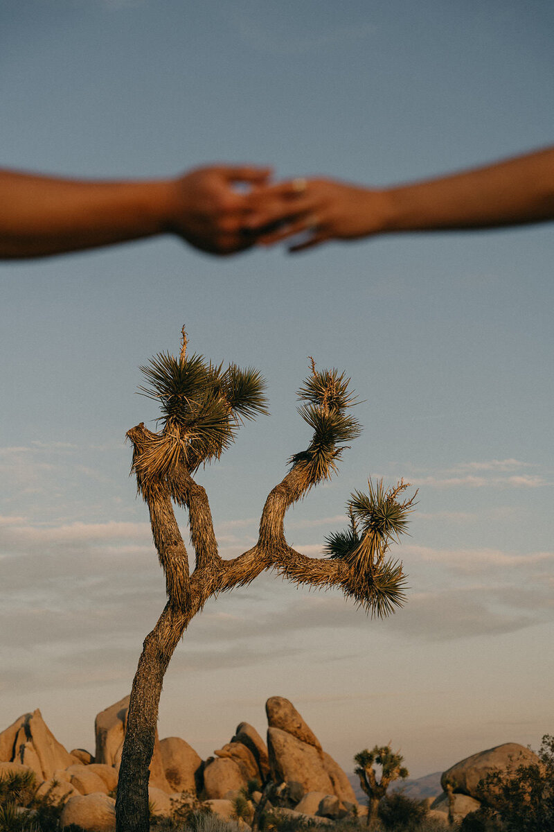 230608_Joshua_Tree_Couple_Shoot_Sofia_Alec-2060