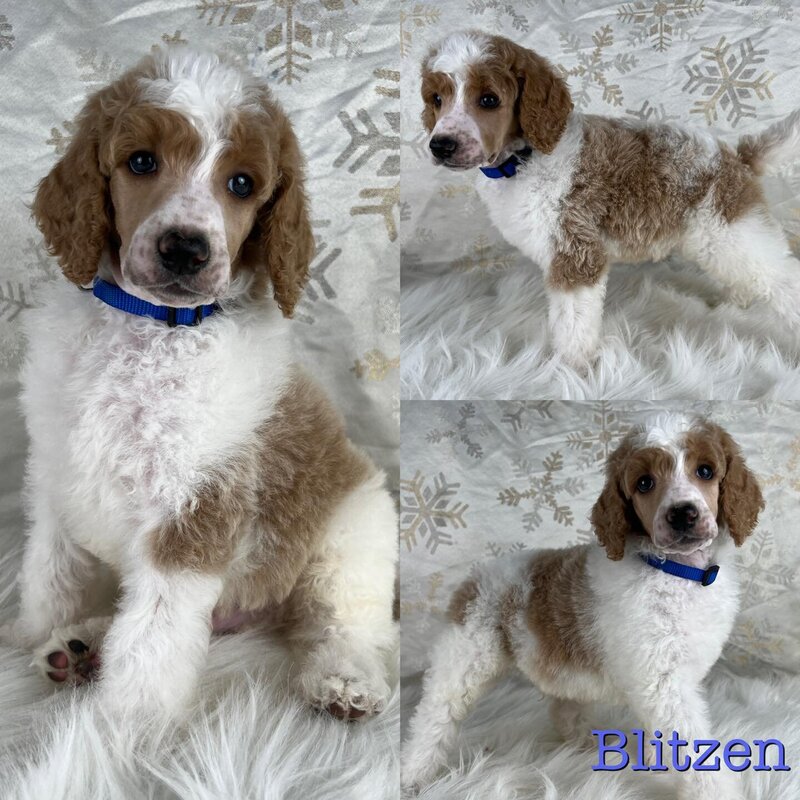 Blitzen6weeks