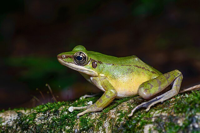frog10