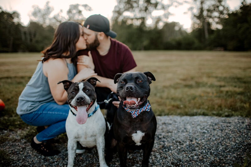 man and woman kissing with two pitbull dogs in bowties smiling at camera