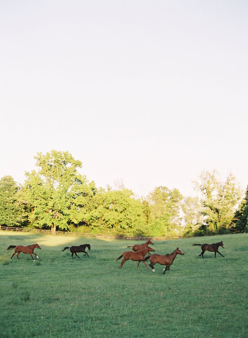 middleburg-virginia-equestrian-horse-engagement-session-david-abel-096