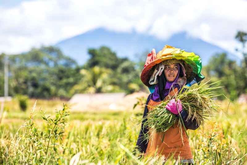 colorful rice field worker Bali