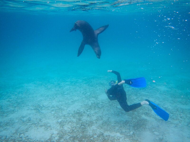 A playful young sea lion checking out a snorkeler during a wildlife encounter in the Galapagos Islands, Ecuador ©Stephanie Dosch | theViatrix Luxury Travel