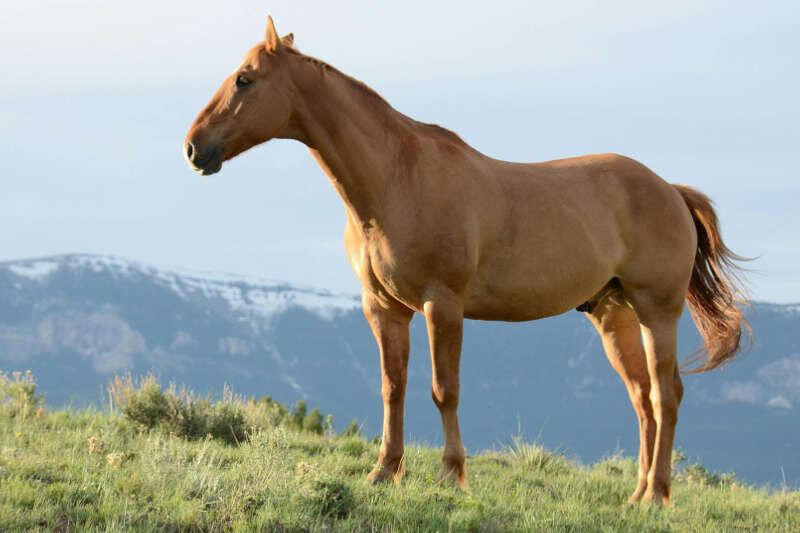 Horse in field