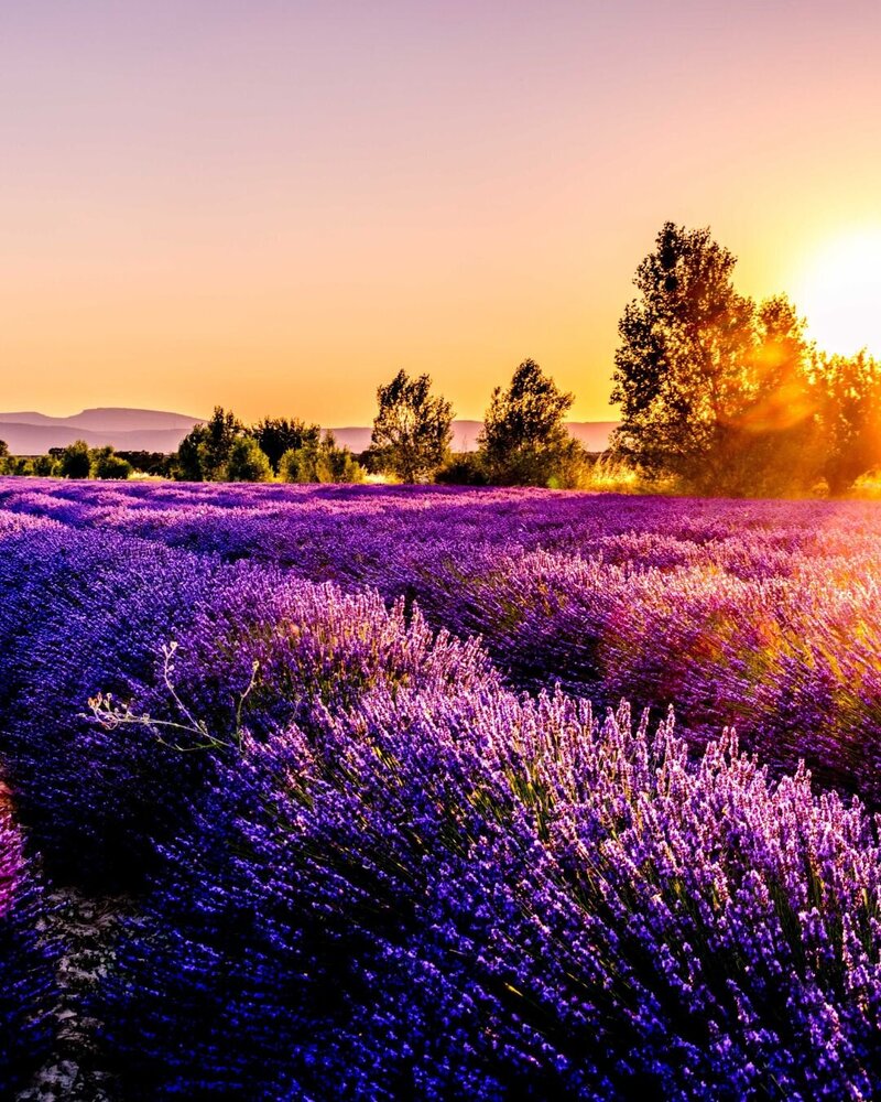 field of lavender plants and beautiful sunset