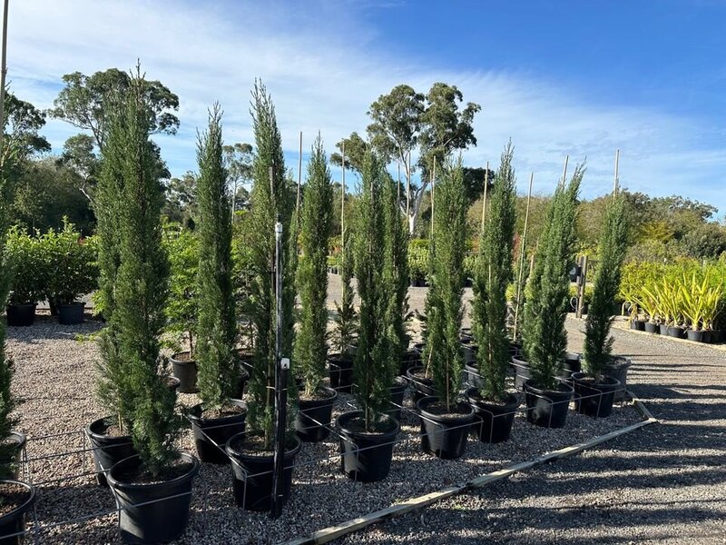 Cupressus Sempervirens Glauca - Italian Pencil Pines - Mature Hedges & Screens Sydney