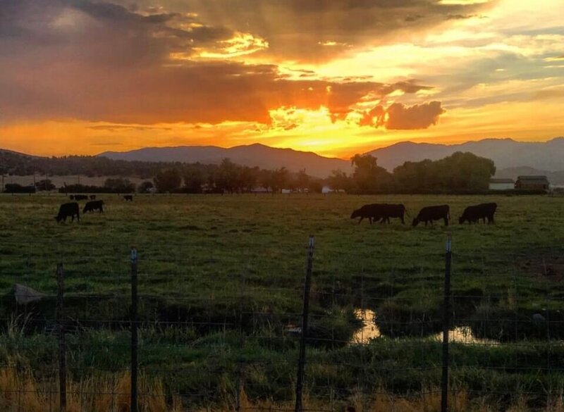 Livestock on Shasta Valley Farm at sunset
