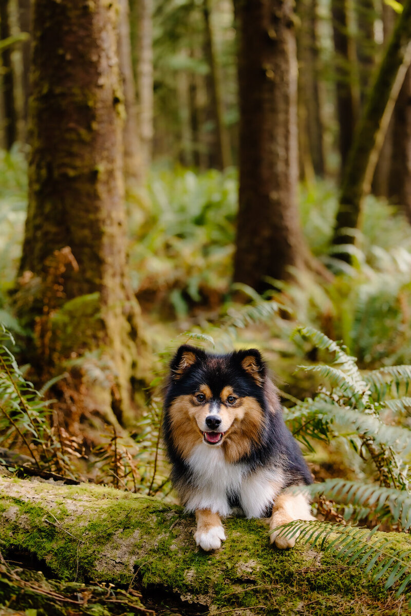 Joey Forest 1