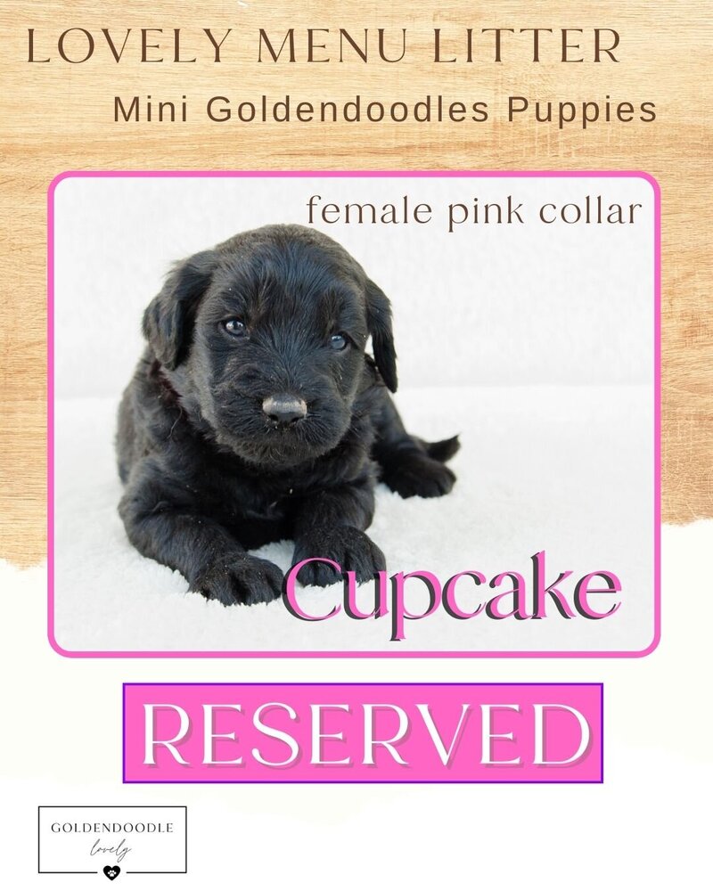 Menu - Pink Cupcake Female