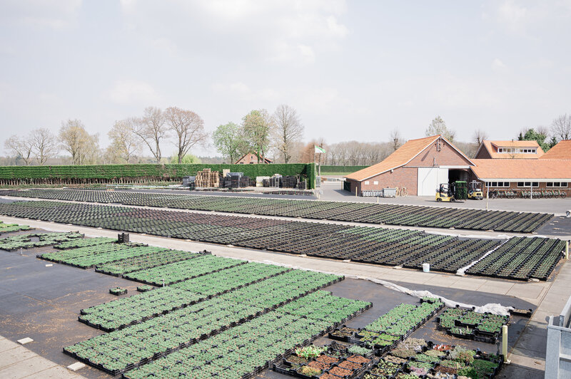 Bedrijfseportage Heythuysen plantenkwekerij