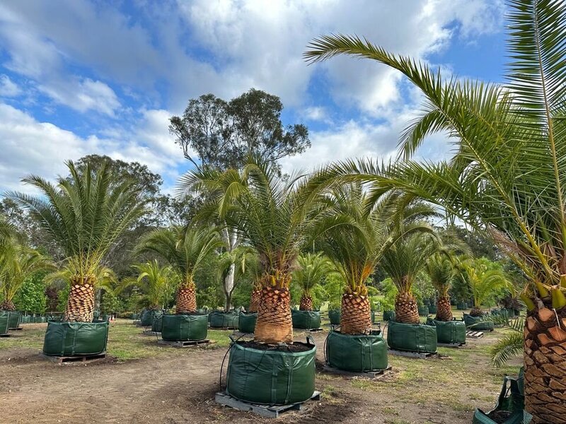 Mature Canary Island Date Palm - PHOENIX CANARIENSIS - Sydney Plant Nursery - Go Green Nurseries