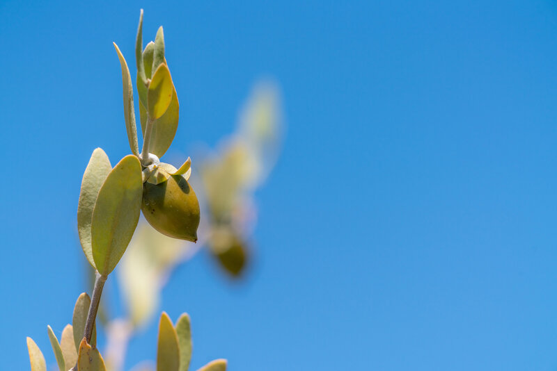 Jojoba bean-10