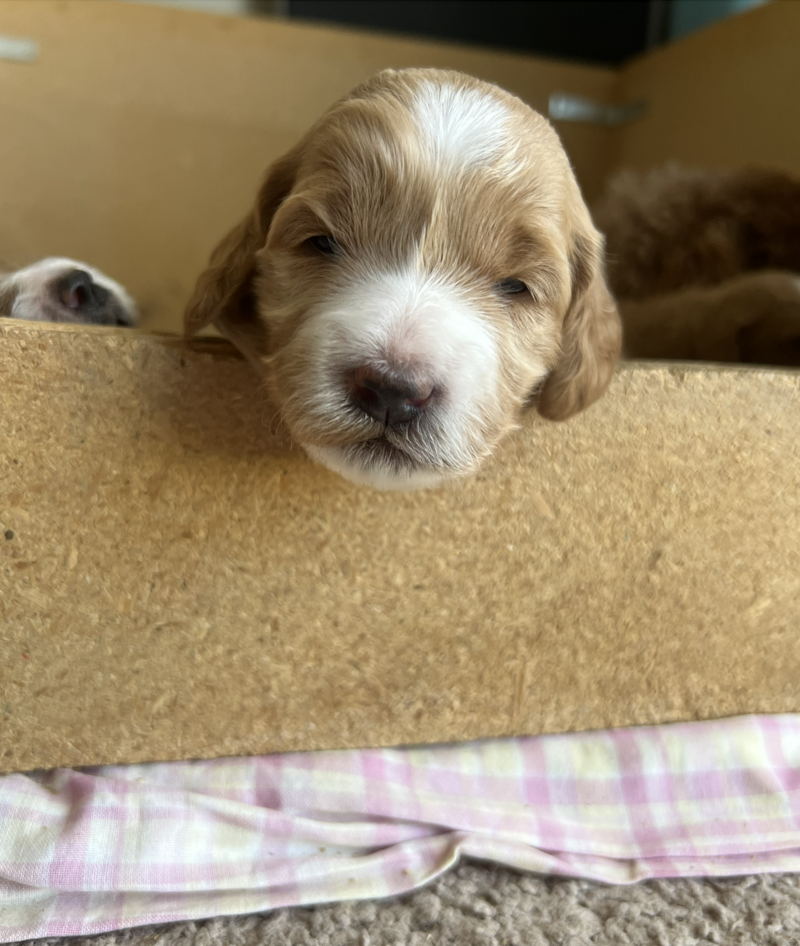 Screenshot 2024-08-29 at 1.03.27 PM